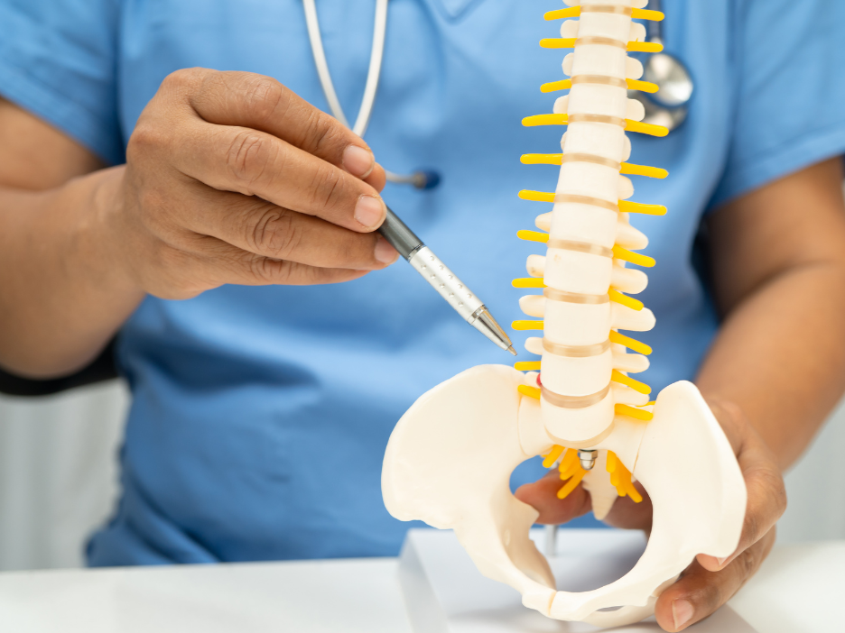 坐骨神経の解説